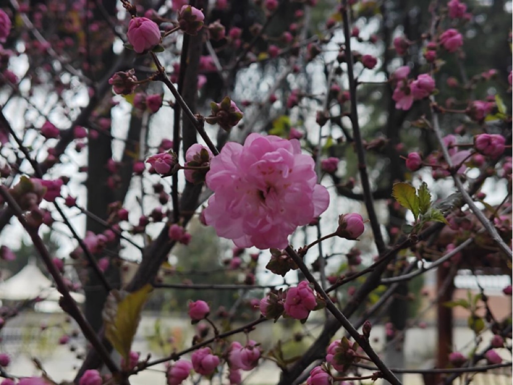 微信图片_20250324180656